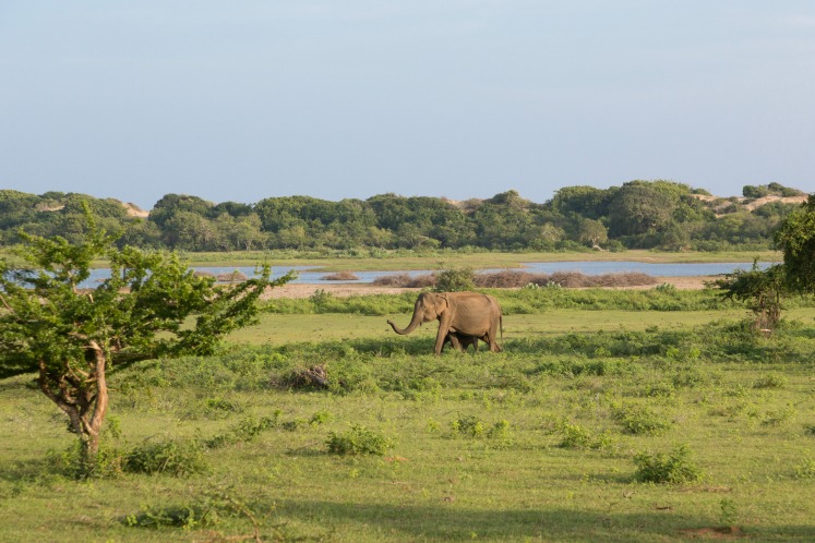 Yala National Park, Sri Lanka