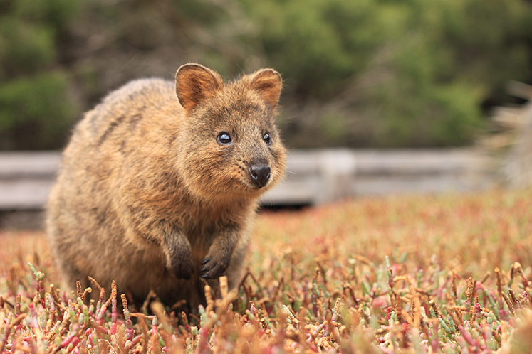 Quokka_RottnestIsland_PerthAustralia