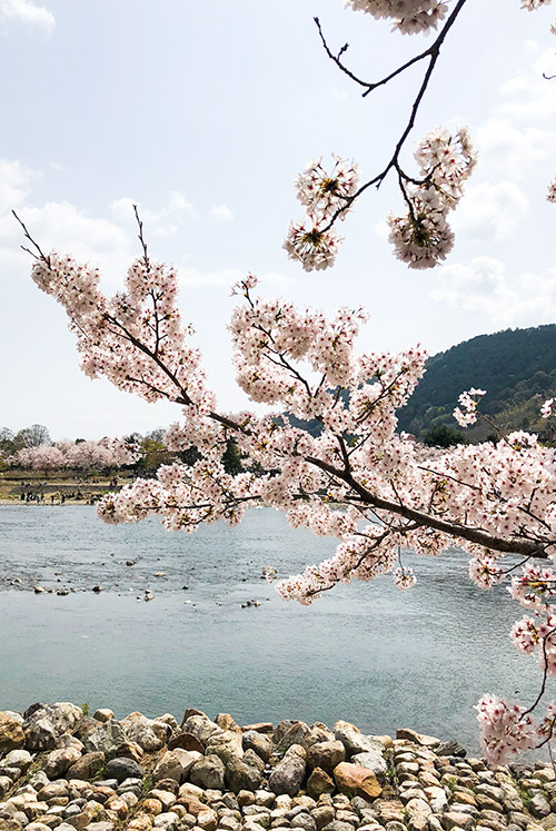 Cherry blossoms in Kyoto, Japan