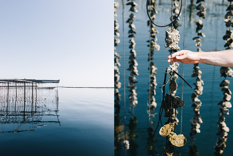 Tarbouriech Oyster Farm_Languedoc_France