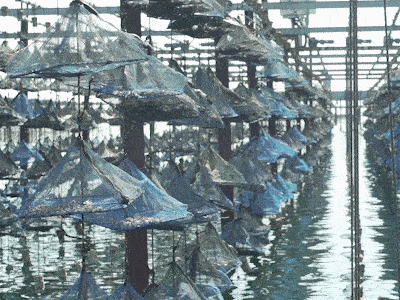 The solar tide at Tarbouriech oyster farm in Languedoc, France
